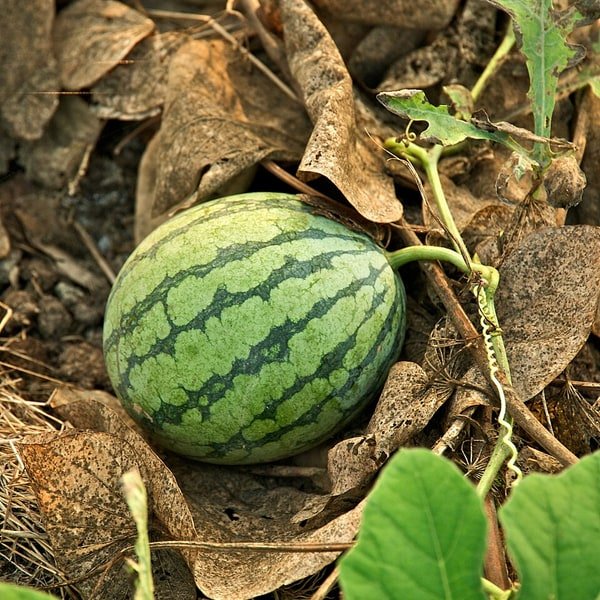 Melons & Gourds
